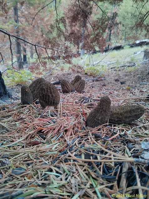 Large Fresh Morels